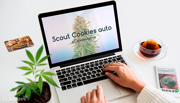 Гроурепорт сорта марихуаны Scout Cookies auto от Семяныча