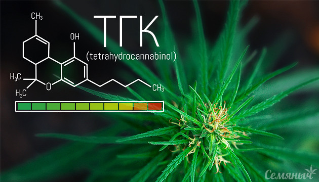 Содержание ТГК в топ сортов конопли Уровень содержания ТГК