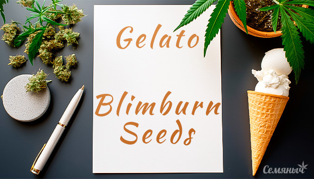 Гроурепорт Gelato fem от Blimburn Seeds