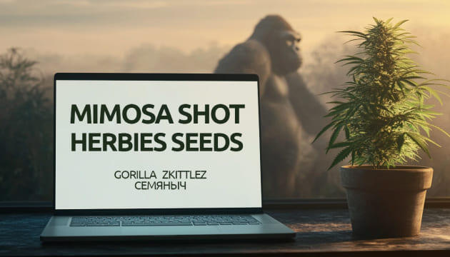 Гроурепорт сорта Mimosa Shot fem от Herbies Seeds