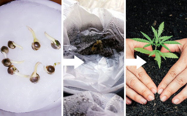 Особенности выращивания Афганки Выращивание афганки