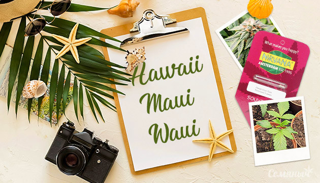 Гроурепорт сорта Hawaii Maui Waui