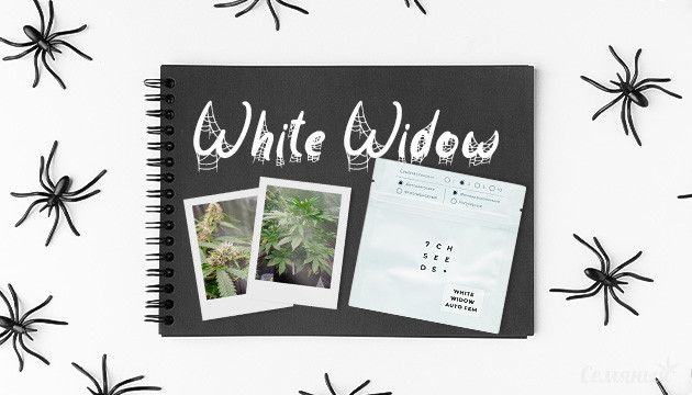 Гроурепорт сорта White Widow Auto fem от Семяныча